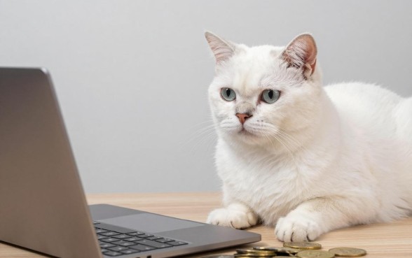 金钱猫活期猫怎么理财？新手小白如何安全投资？